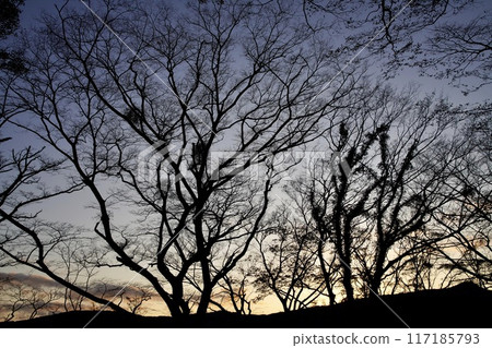 Tree silhouettes floating in the winter sky Tree silhouettes floating in the winter sky 117185793