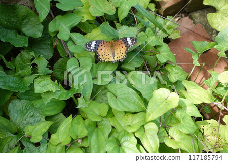 Butterflies in a summer garden 117185794