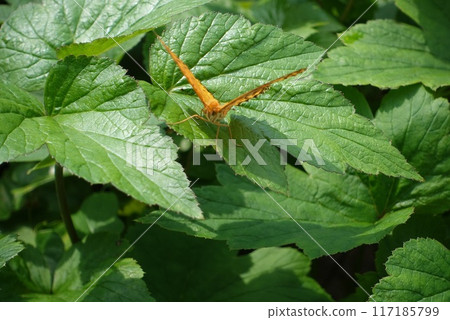 Butterfly on an anemone leaf Butterfly on an anemone leaf 117185799