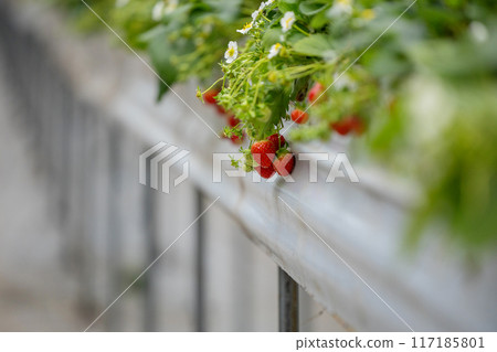 Strawberries at hanging garden Strawberries at hanging garden 117185801