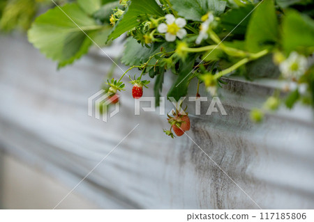 Strawberries at hanging garden 117185806