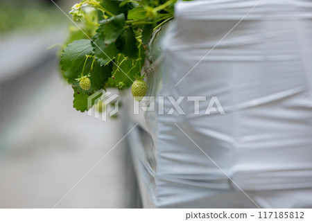 Strawberries at hanging garden 117185812