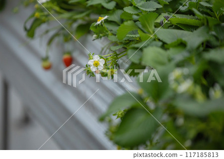 Strawberries at hanging garden Strawberries at hanging garden 117185813