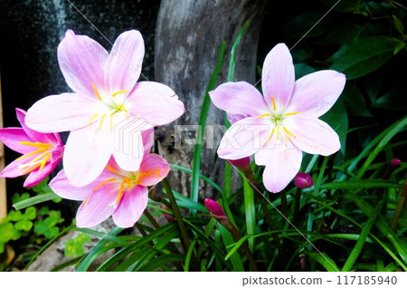 藏紅花開花 117185940