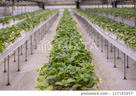 Strawberry grown in a vinyl house Strawberry grown in a vinyl house 117185957