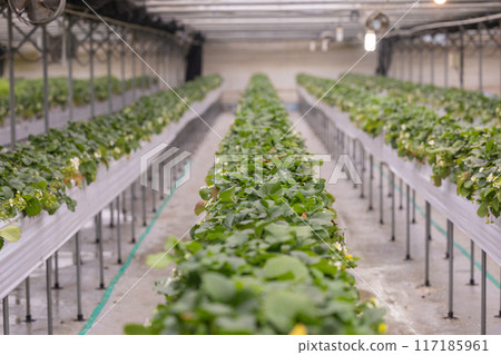 Strawberry grown in a vinyl house Strawberry grown in a vinyl house 117185961
