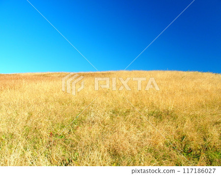 冬天的江戶川岸風景 冬天的江戶川岸風景 117186027