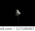 一朵白花 117186067