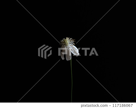 一朵白花 117186067