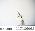 白色背景和單朵花 117186068