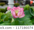 蓮花和芽 117186074