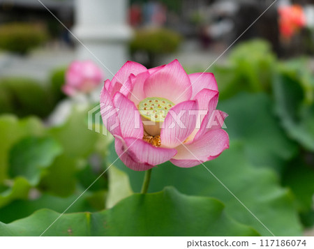 蓮花和芽 117186074