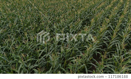 Corn field of green corn stalks and tassels, aerial drone photo above corn plants. High quality photo 117186188