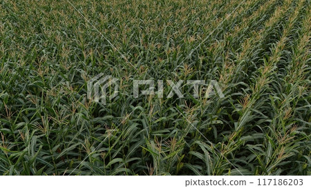 Corn field of green corn stalks and tassels, aerial drone photo above corn plants. High quality photo 117186203