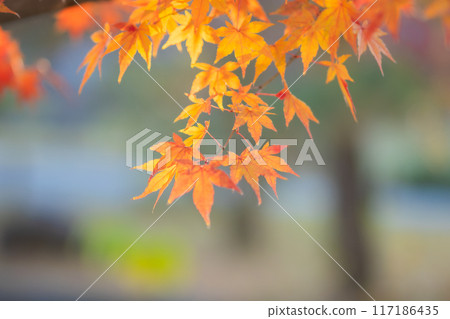 Vivid maple 117186435