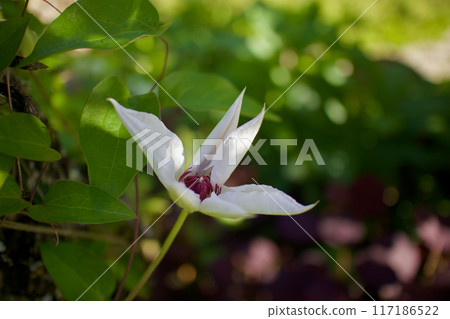 The white flowers of Clematis casaguruma are starting to open softly. The flower language is "beauty of the spirit," "traveler's joy," and "sweet bondage." 117186522