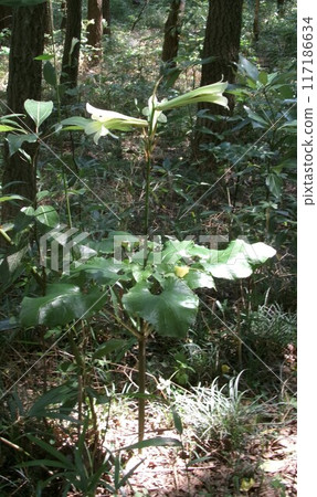 Ubayuri, Ubayuri (Shōsakudōyama/Fukaya City) Ubayuri, Ubayuri (Shōsakudōyama/Fukaya City) 117186634