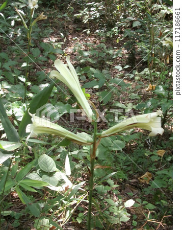 Ubayuri, Ubayuri (Shōsakudōyama/Fukaya City) 117186661