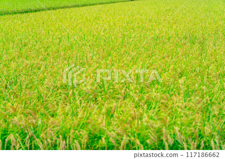 [大米素材] 碩果累累的稻田 [長野縣] 117186662