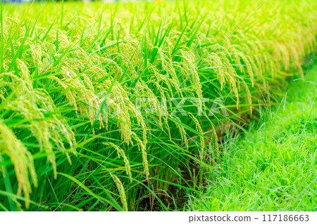 [Rice material] Fruitful paddy fields [Nagano Prefecture] 117186663