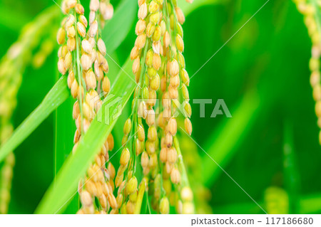 [Rice material] Fruitful paddy fields [Nagano Prefecture] 117186680