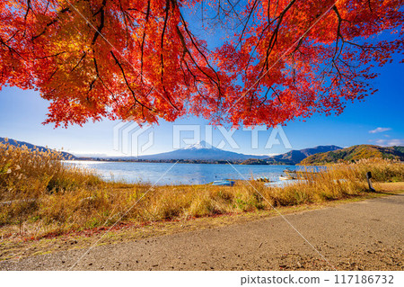 [富士山素材]秋天從河口湖看到的白雪皚皚的富士山和紅葉[山梨縣] 117186732