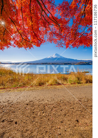 [Mt. Fuji material] Snow-capped Mt. Fuji and autumn leaves seen from Lake Kawaguchi in autumn [Yamanashi Prefecture] 117186736