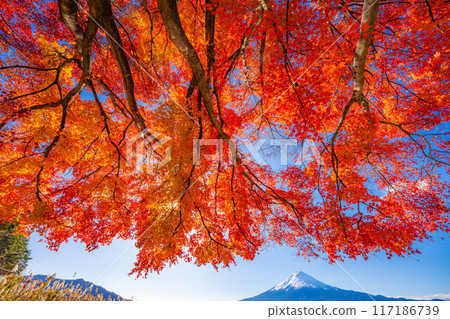 [Mt. Fuji material] Snow-capped Mt. Fuji and autumn leaves seen from Lake Kawaguchi in autumn [Yamanashi Prefecture] 117186739