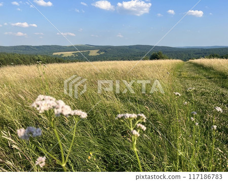 Summer landscape with meadow, blue sky,  tall grass and forest in the background in Ukraine 117186783