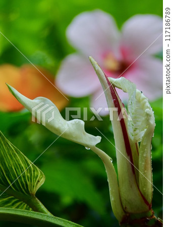 Summer garden plants that enjoy sudden showers. Summer garden plants that enjoy sudden showers. 117186789