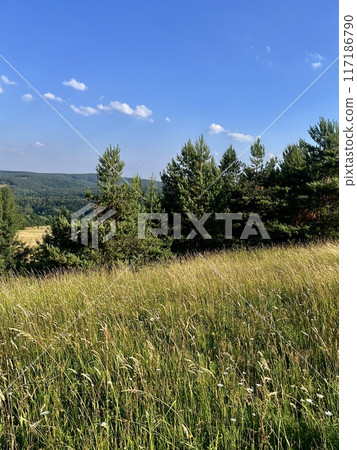 Summer landscape with meadow, blue sky,  tall grass and forest in the background in Ukraine 117186790