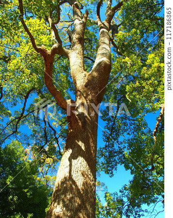 冬季公園的樟樹 117186865