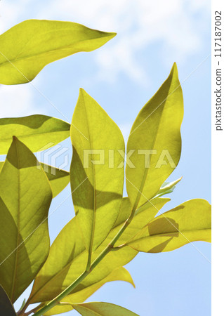 Southern magnolia 117187002