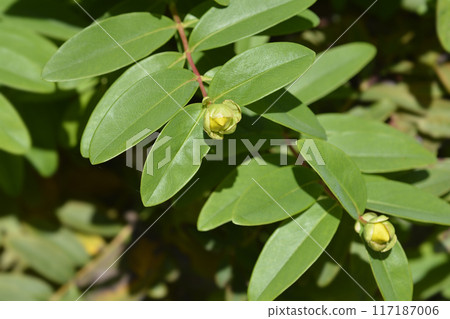 Aarons beard 117187006