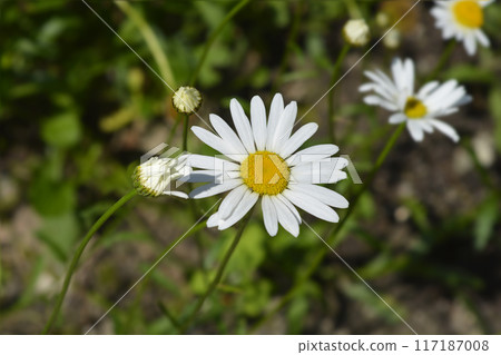 Saw-leaved moon daisy 117187008