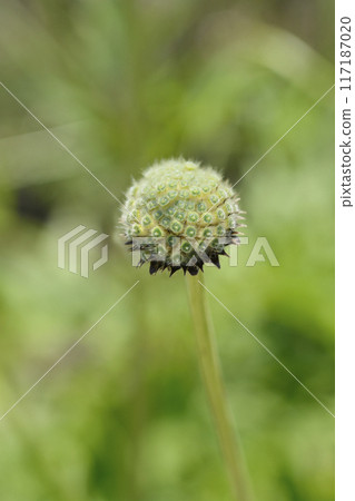 Giant scabious Giant scabious 117187020