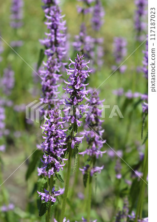 Common hedgenettle 117187023