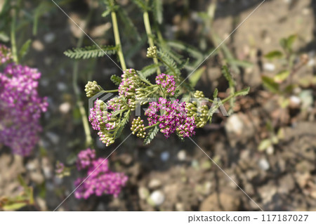 Pink Yarrow 117187027