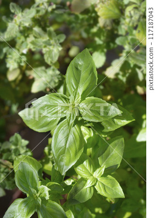 Common basil Common basil 117187043