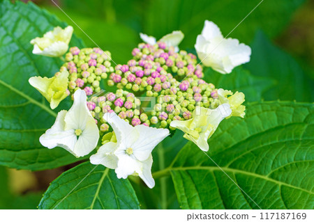 房子周圍的花朵隨季節而變化。 117187169