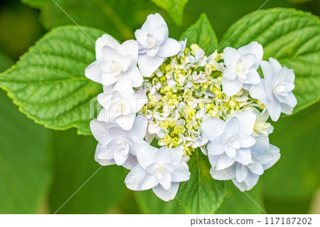 房子周圍的花朵隨季節而變化。 117187202