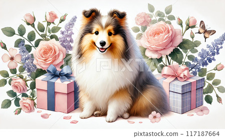 Shetland Sheepdog 117187664