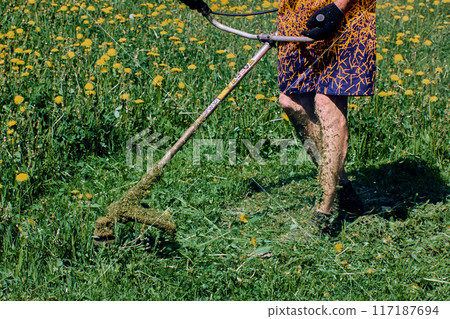Weed whacker is operated on dandelion field, crushed plants cover skin of gardener shins, which are not protected by clothing. 117187694