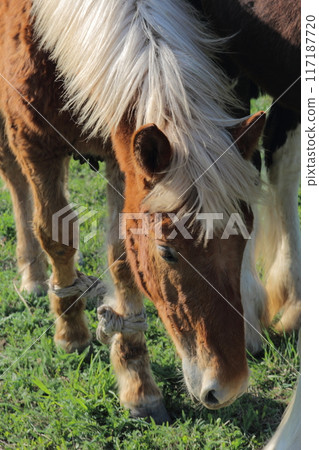 Horses are grazing on a meadow. 117187720