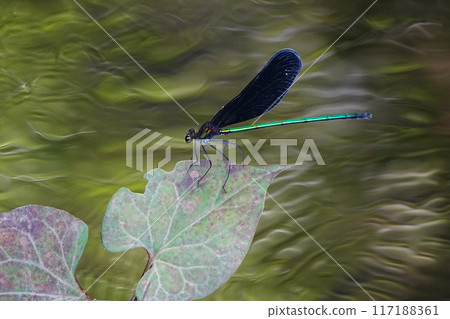 公園溪流中的蜻蜓 117188361