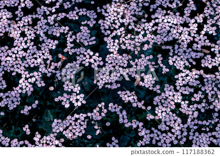 櫻花花瓣漂浮在水邊 櫻花花瓣漂浮在水邊 117188362