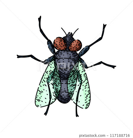 house fly sketch hand drawn vector house fly sketch hand drawn vector 117188716