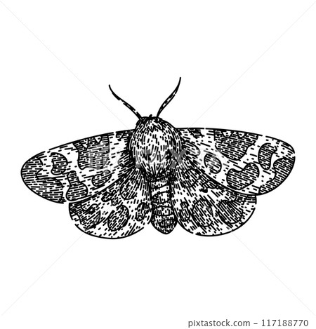 camouflage night moth sketch hand drawn vector camouflage night moth sketch hand drawn vector 117188770