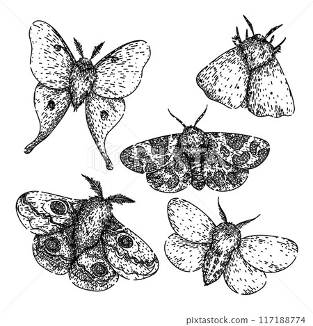 night moth set sketch hand drawn vector night moth set sketch hand drawn vector 117188774