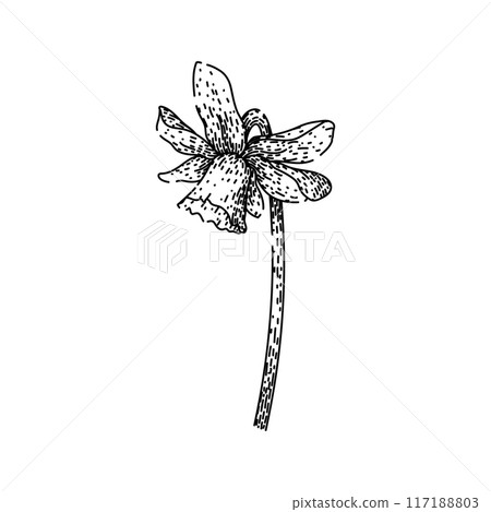 flower daffodil sketch hand drawn vector flower daffodil sketch hand drawn vector 117188803